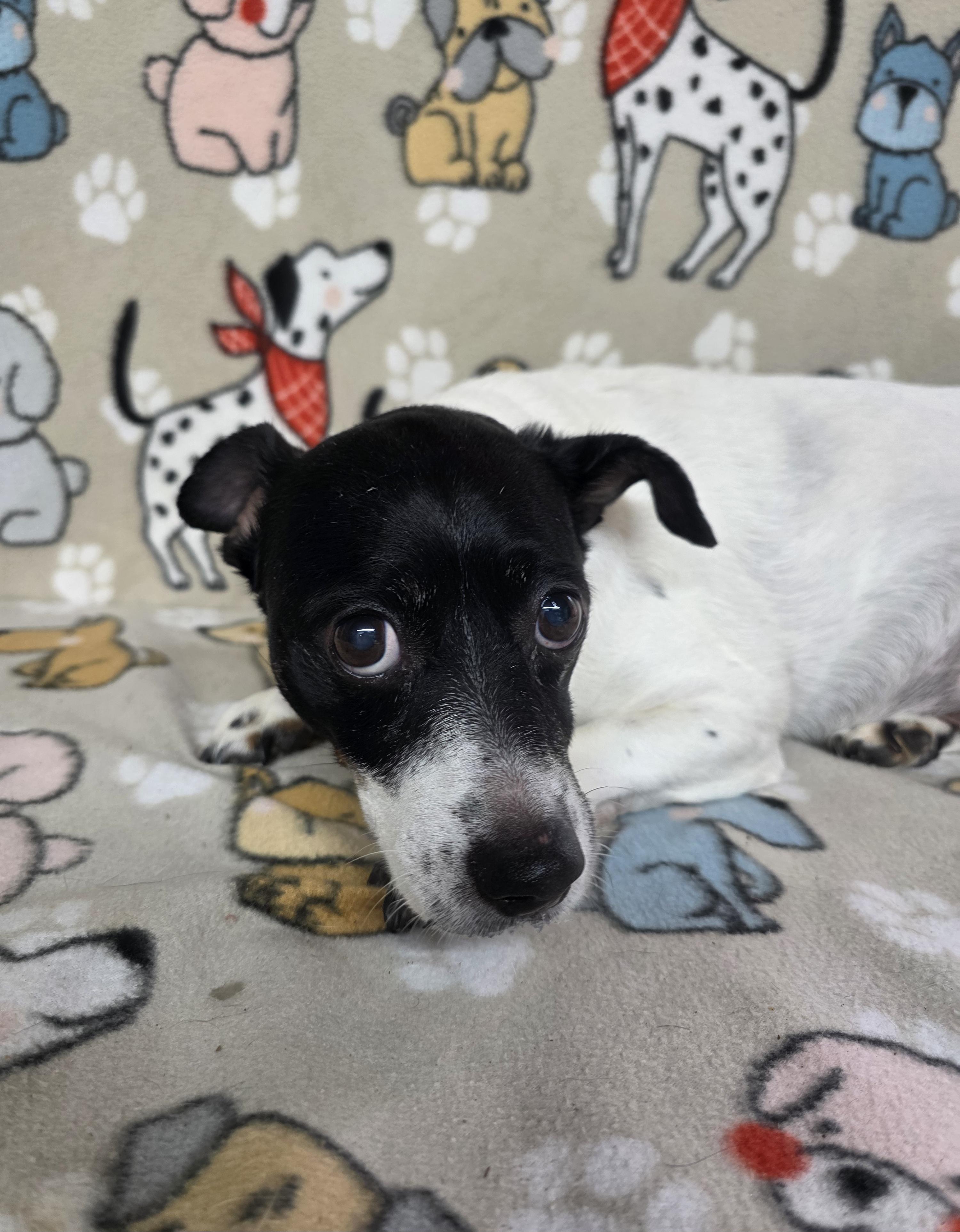 Bandit, a Adoptable mixed breed in Dallas, GA image 2/5