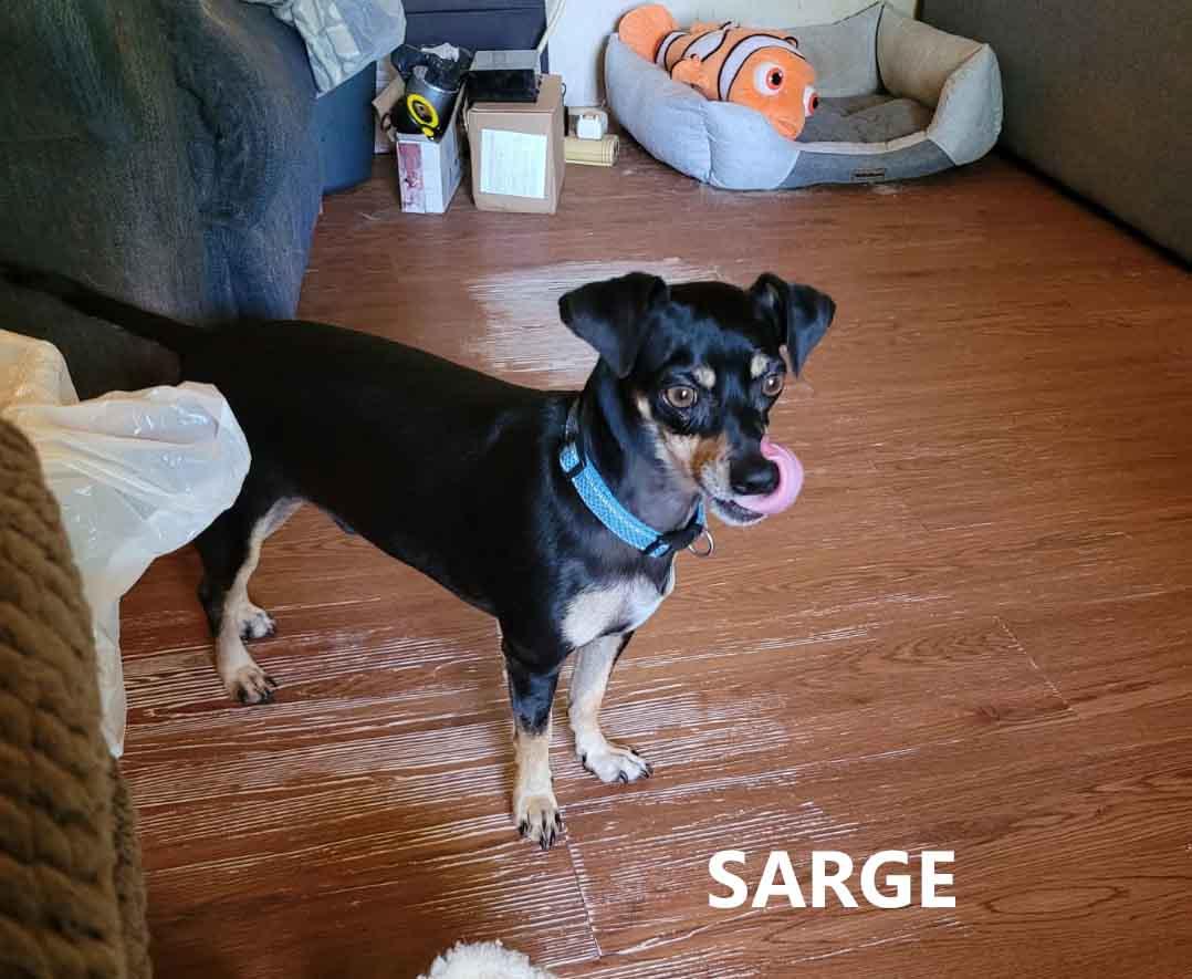 Sarge, adopted, Adult Male Miniature Pinscher.