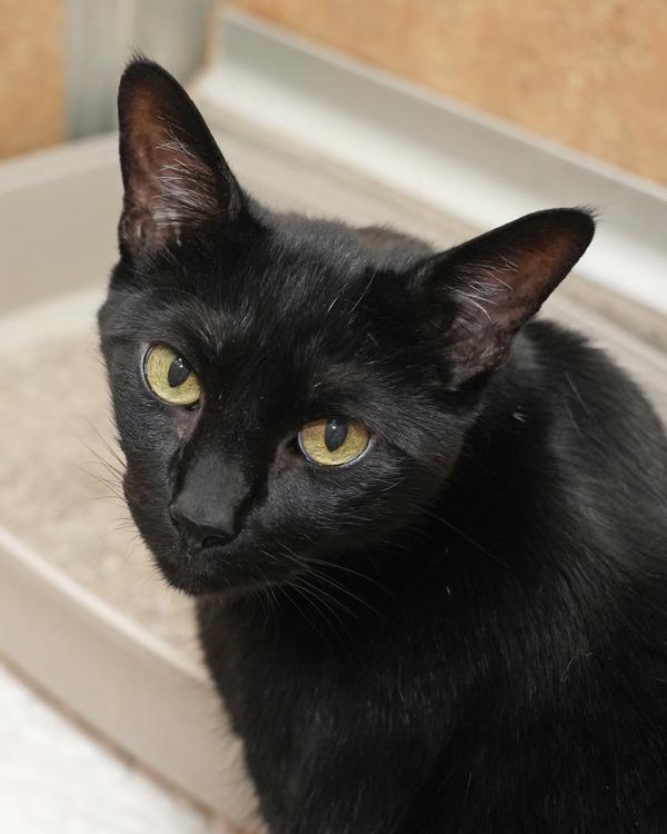 Enlarge Bubba, a Adoptable mixed breed in Novato, CA image 2/2