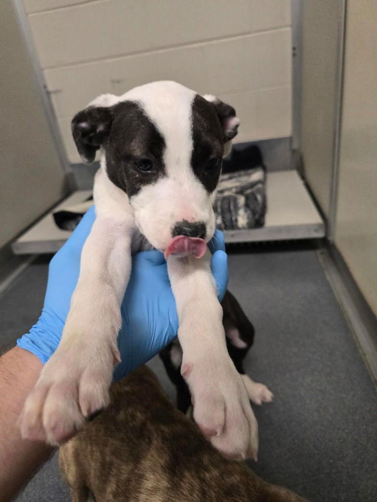 PR 56 Rogue, Adoptable, Puppy Female Pit Bull Terrier.