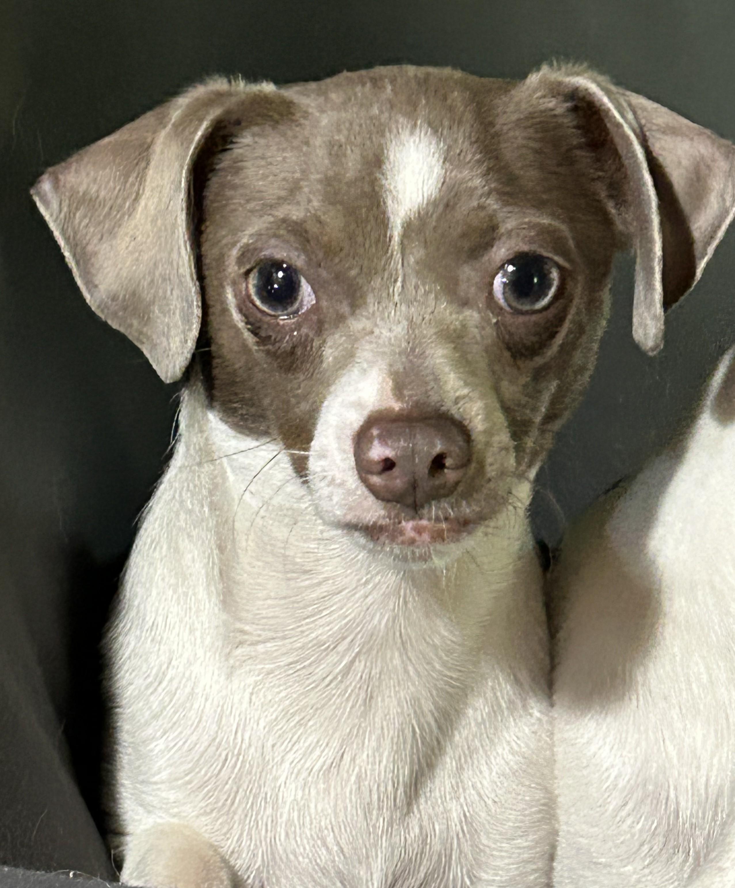 Enlarge OVALY, a Adoptable Chihuahua in Millerstown, PA image 2/5