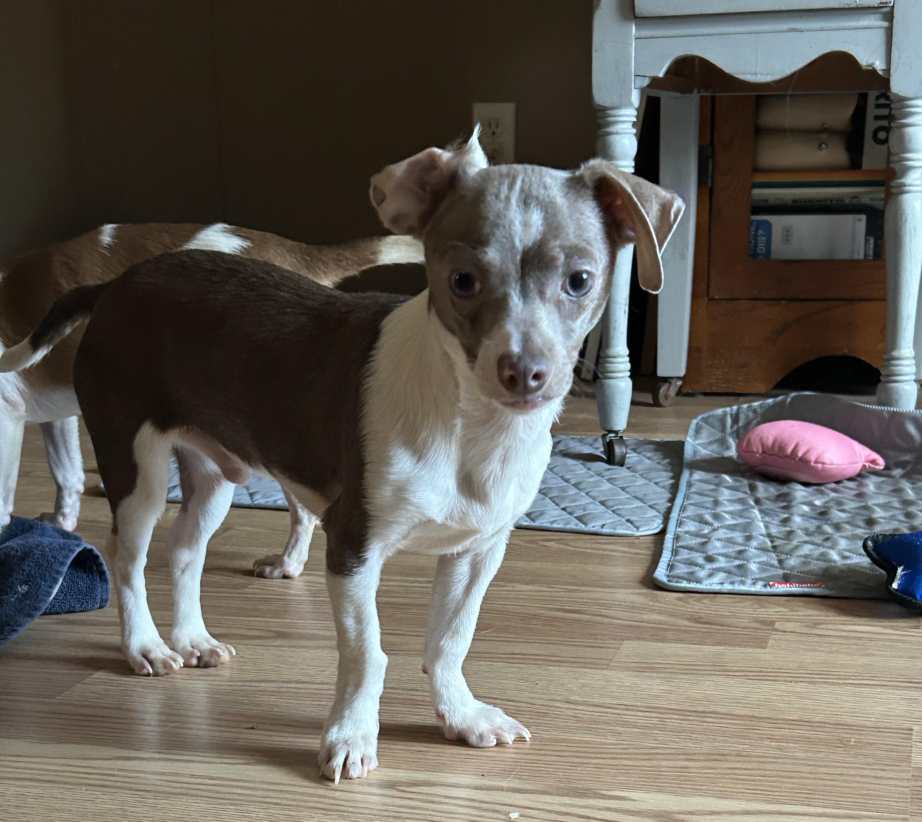 Enlarge OVALY, a Adoptable Chihuahua in Millerstown, PA image 3/5