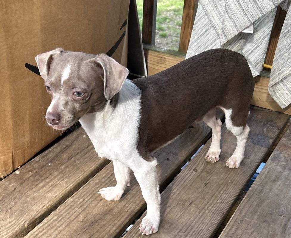Enlarge OVALY, a Adoptable Chihuahua in Millerstown, PA image 1/5