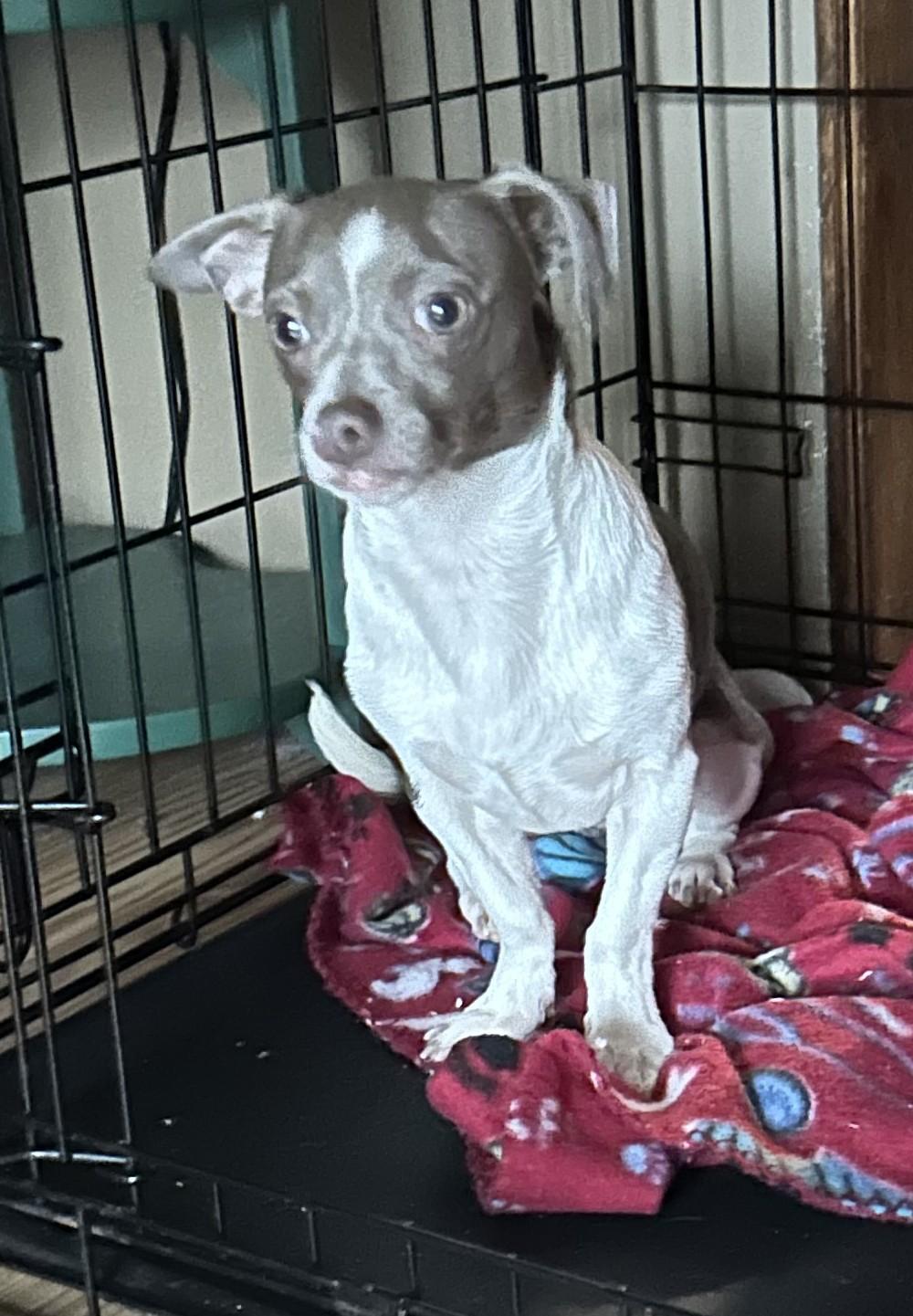 Enlarge OVALY, a Adoptable Chihuahua in Millerstown, PA image 4/5