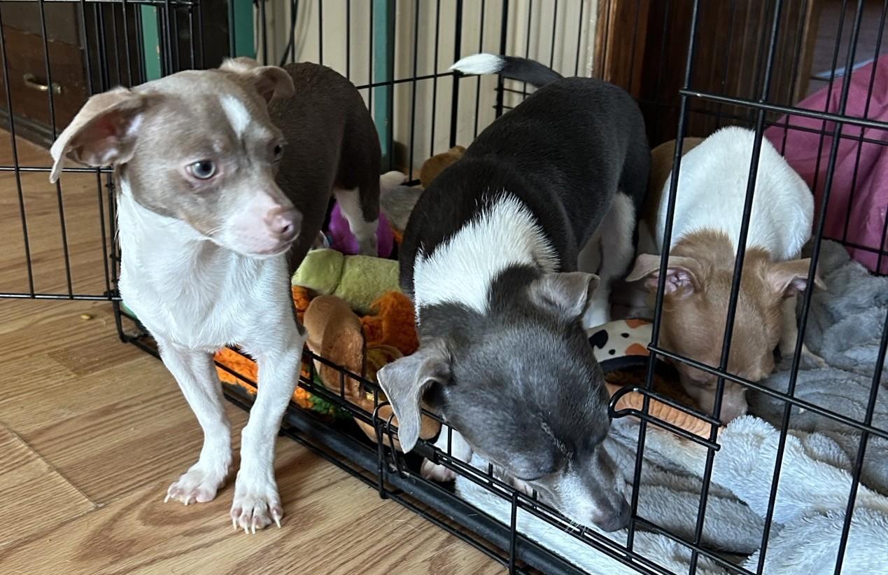 Enlarge OVALY, a Adoptable Chihuahua in Millerstown, PA image 5/5