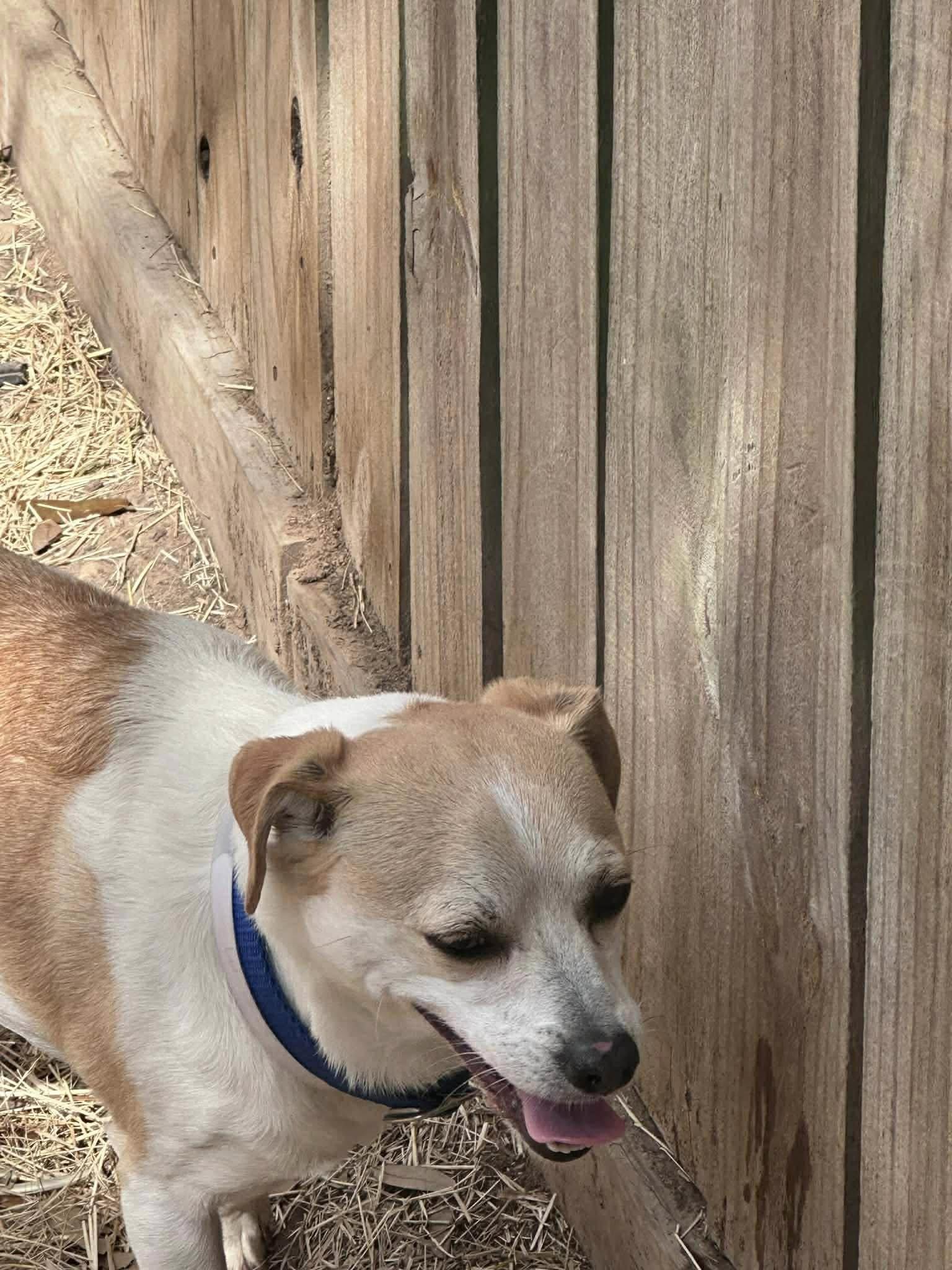 Enlarge Milo , an adopted mixed breed in Woodstock, ON image 4/4