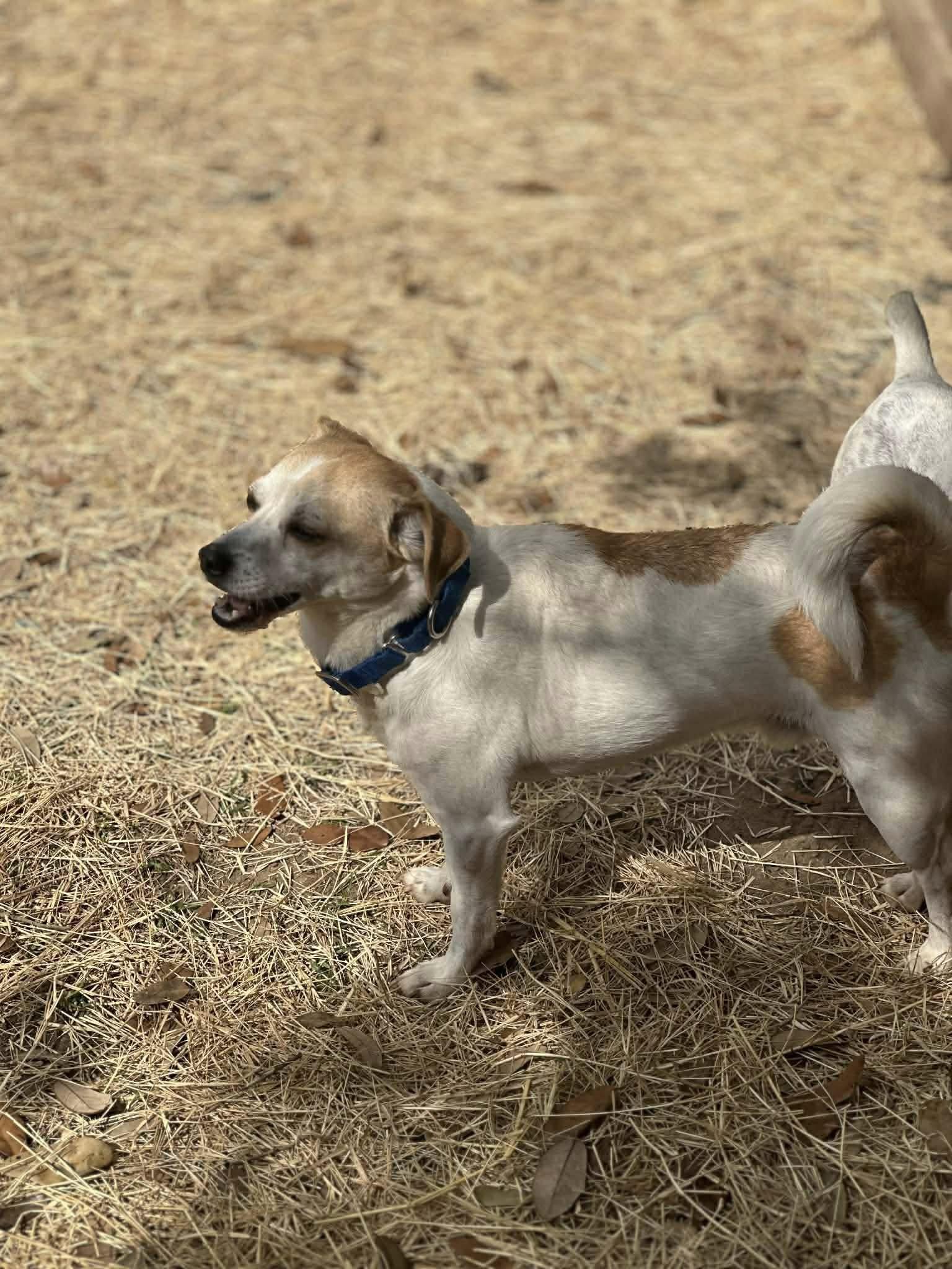 Enlarge Milo , an adopted mixed breed in Woodstock, ON image 3/4