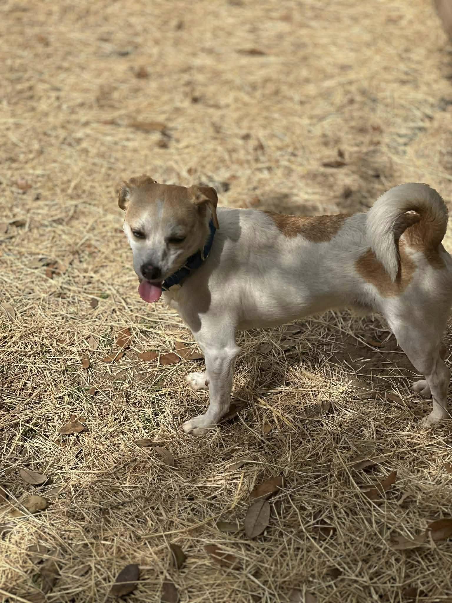 Enlarge Milo , an adopted mixed breed in Woodstock, ON image 2/4