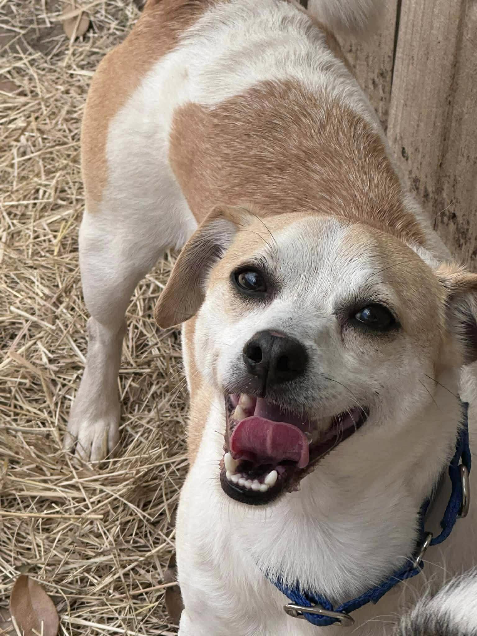 Enlarge Milo , an adopted mixed breed in Woodstock, ON image 1/4