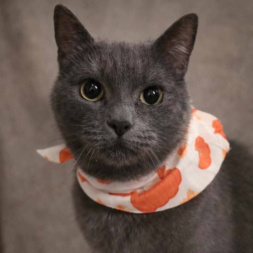 Enlarge Miss Pebbles, a ADOPTABLE American Shorthair in Roscoe, NY image 1/1