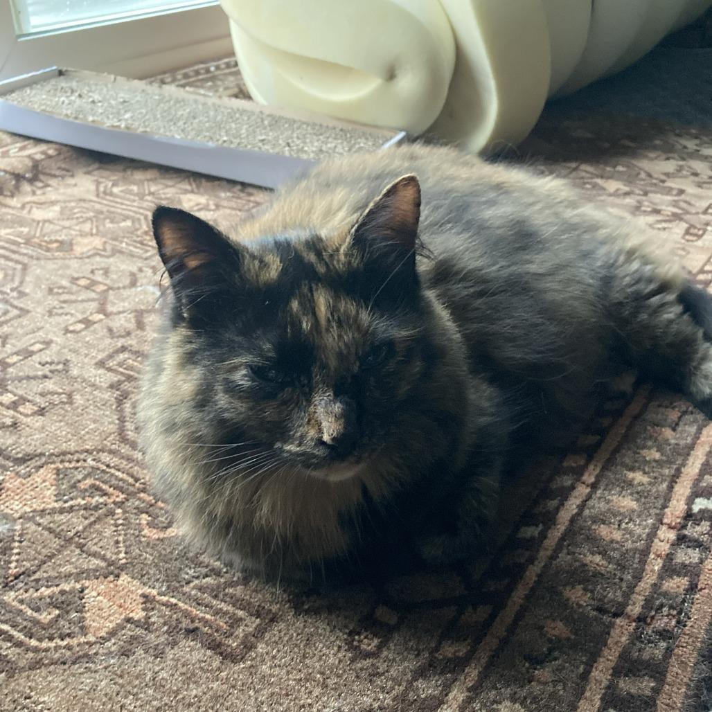 Maple - Available from Foster, Adoptable, Adult Female Domestic Long Hair.