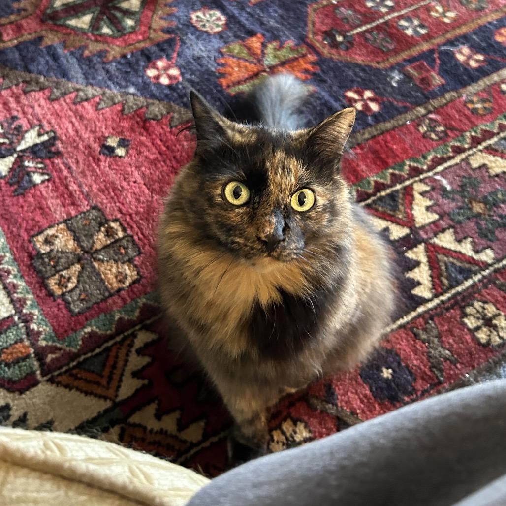 Enlarge Maple - Available from Foster, a Adoptable Domestic Long Hair in South Burlington, VT image 2/6