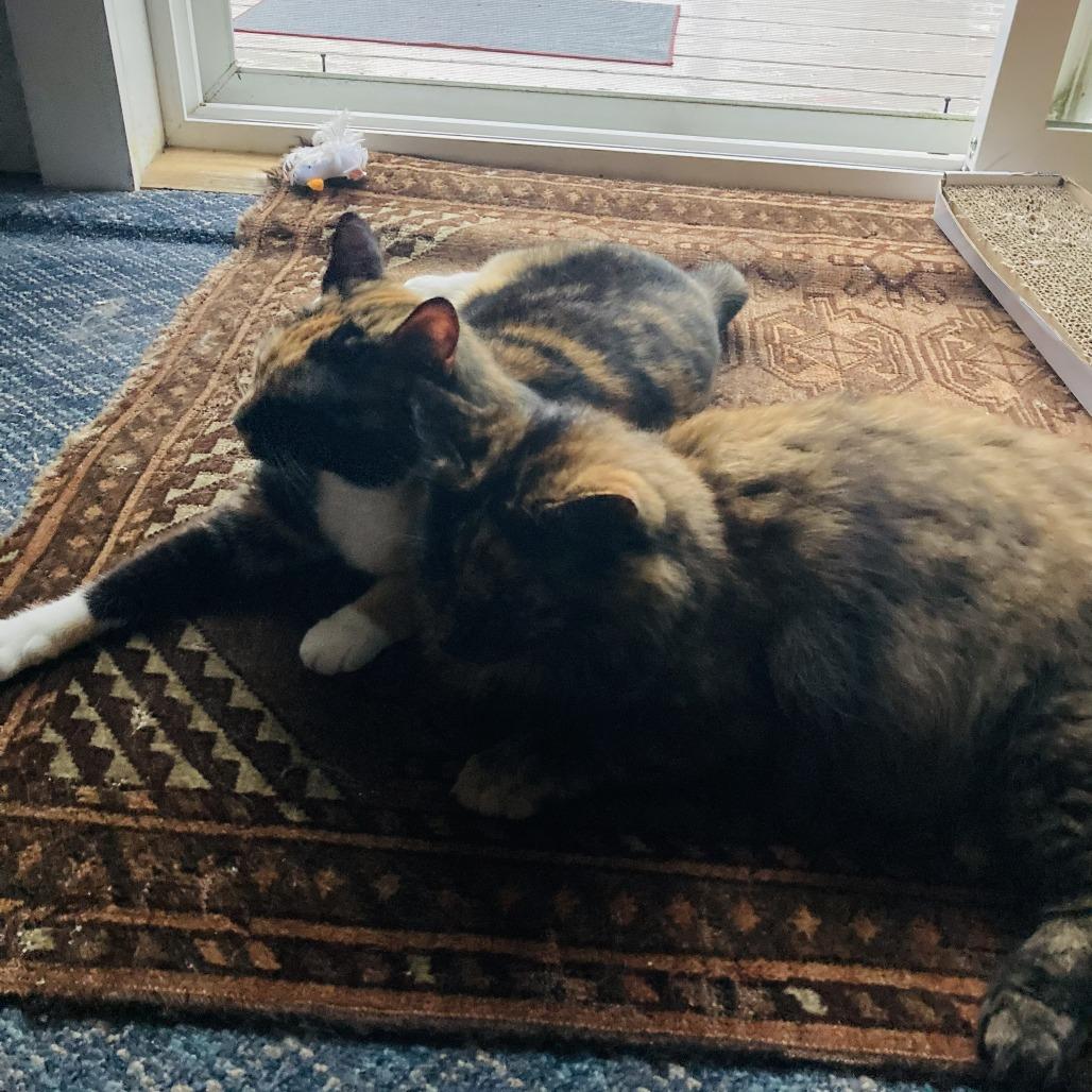 Maple - Available from Foster, a Adoptable Domestic Long Hair in South Burlington, VT image 2/4
