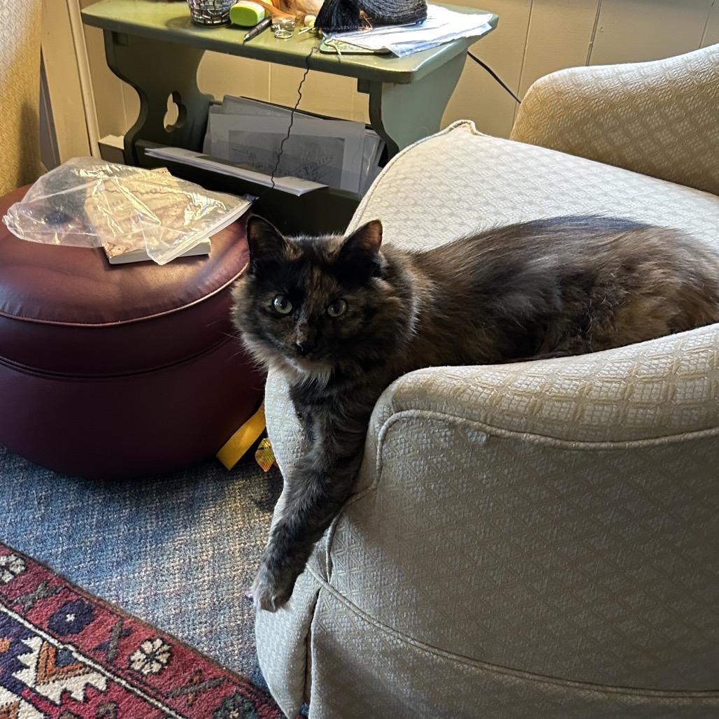 Enlarge Maple - Available from Foster, a Adoptable Domestic Long Hair in South Burlington, VT image 4/6