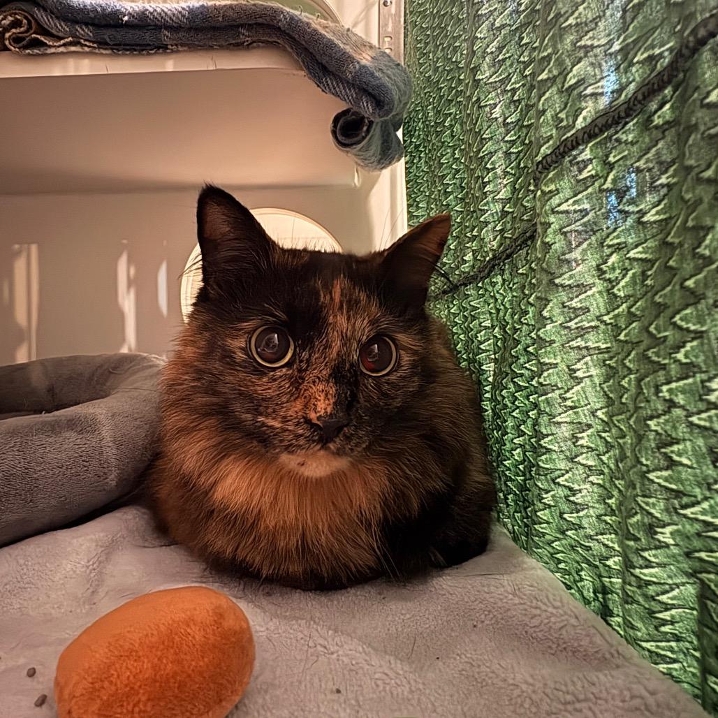 Maple - Available from Foster, a Adoptable Domestic Long Hair in South Burlington, VT image 3/4