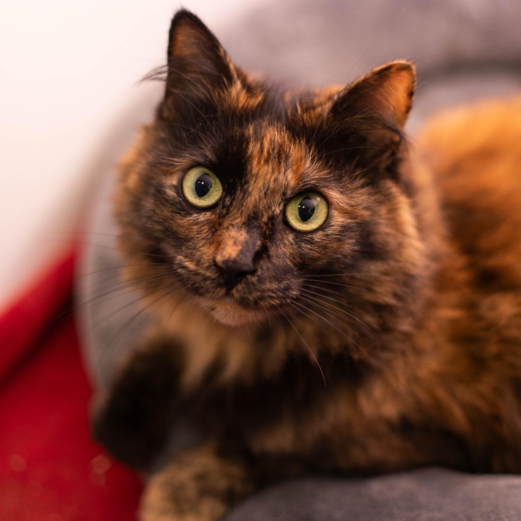 Maple - Available from Foster, a Adoptable Domestic Long Hair in South Burlington, VT image 4/4