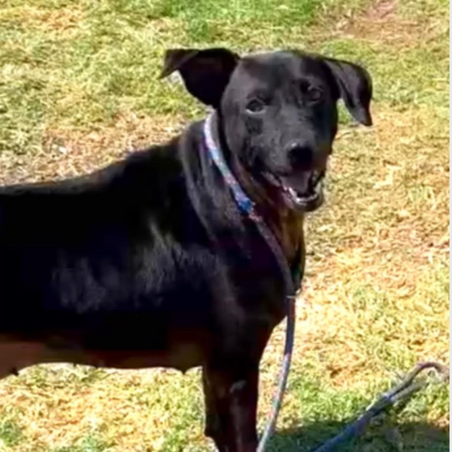Enlarge Gracie, a Adoptable Black Labrador Retriever in Thornhill, ON image 2/2