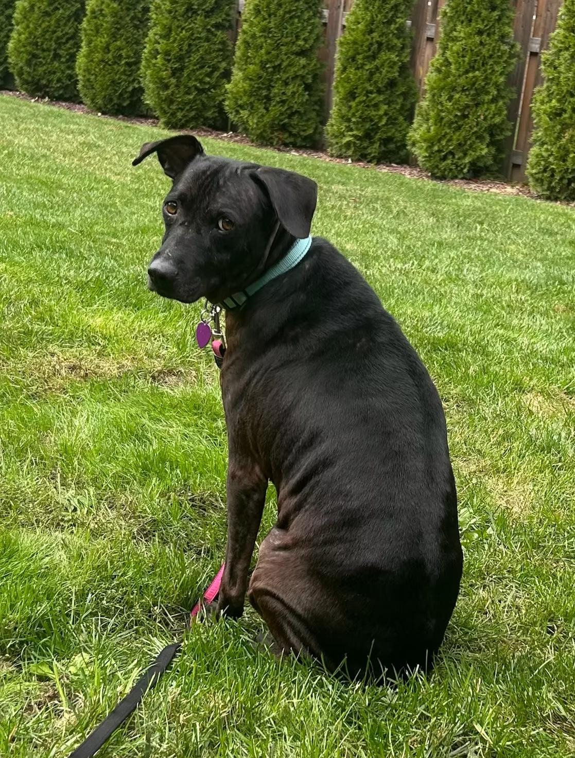 Enlarge Gracie, a Adoptable Black Labrador Retriever in Thornhill, ON image 1/2