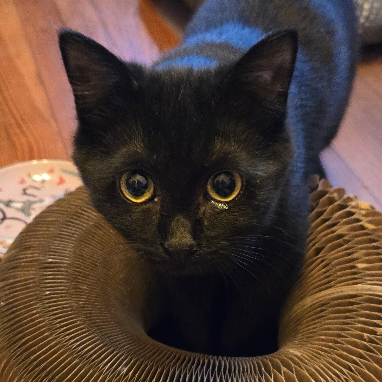 Zooks, ADOPTABLE, Kitten Female Bombay & Domestic Short Hair.