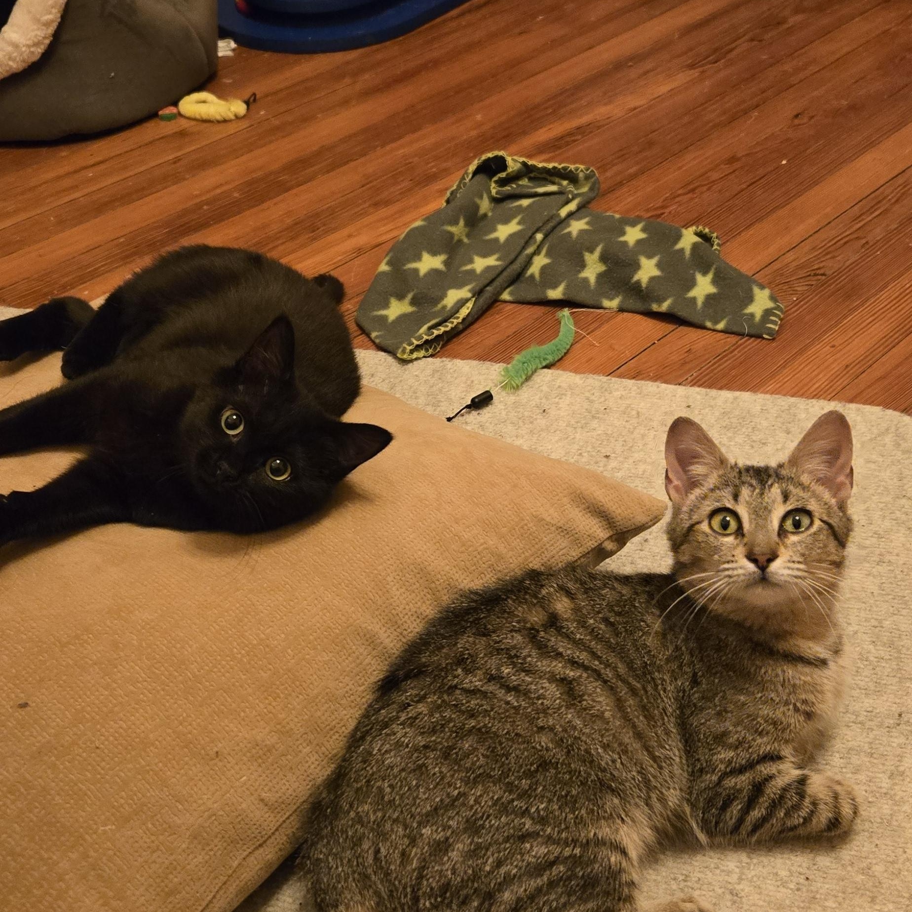 Enlarge Zooks, a ADOPTABLE mixed breed in Hyattsville, MD image 5/6