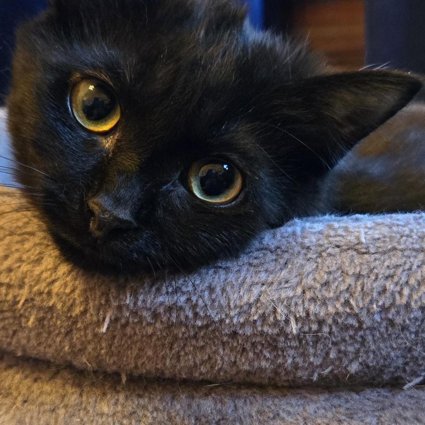 Enlarge Zooks, a ADOPTABLE mixed breed in Hyattsville, MD image 6/6