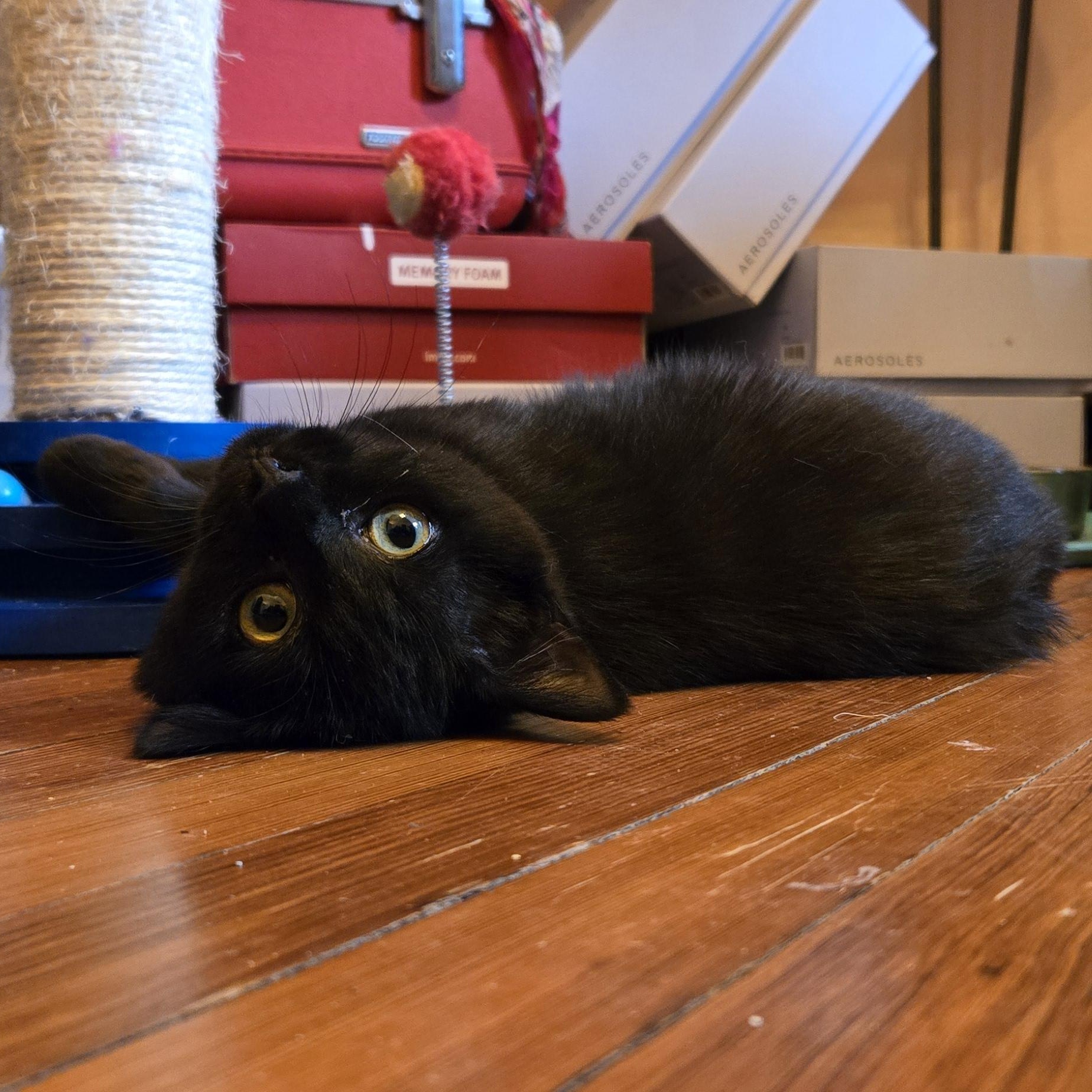 Enlarge Zooks, a ADOPTABLE mixed breed in Hyattsville, MD image 3/6