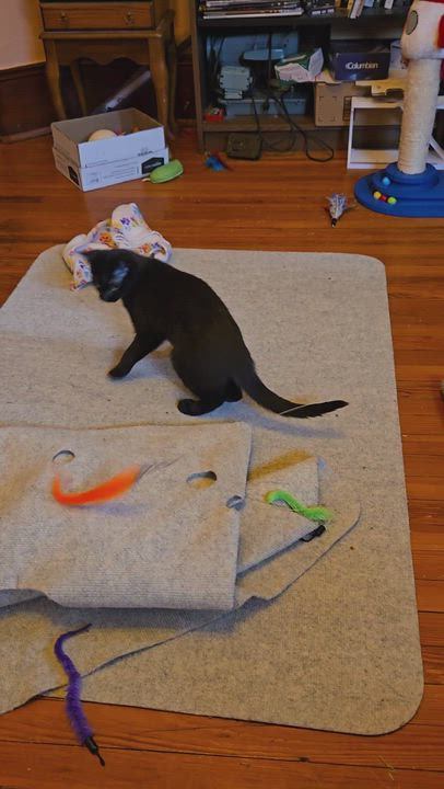 Enlarge Zooks, a ADOPTABLE mixed breed in Hyattsville, MD video 2/6