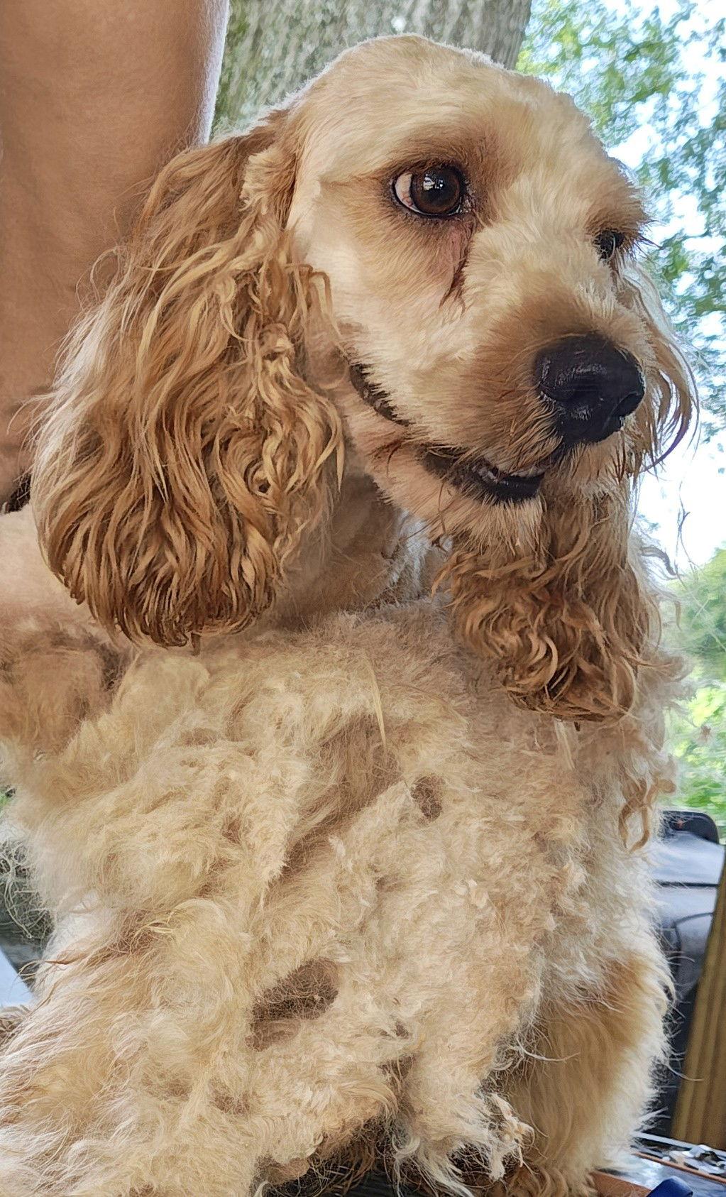 Archie, Adoptable, Young Male Cockapoo.
