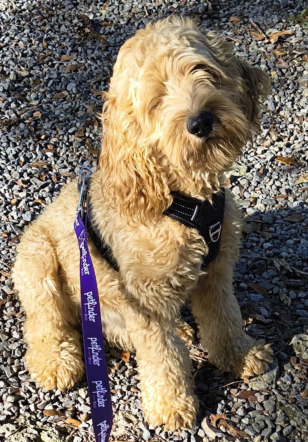 Enlarge Archie, a Adoptable Cockapoo in Baileyton, AL image 2/3