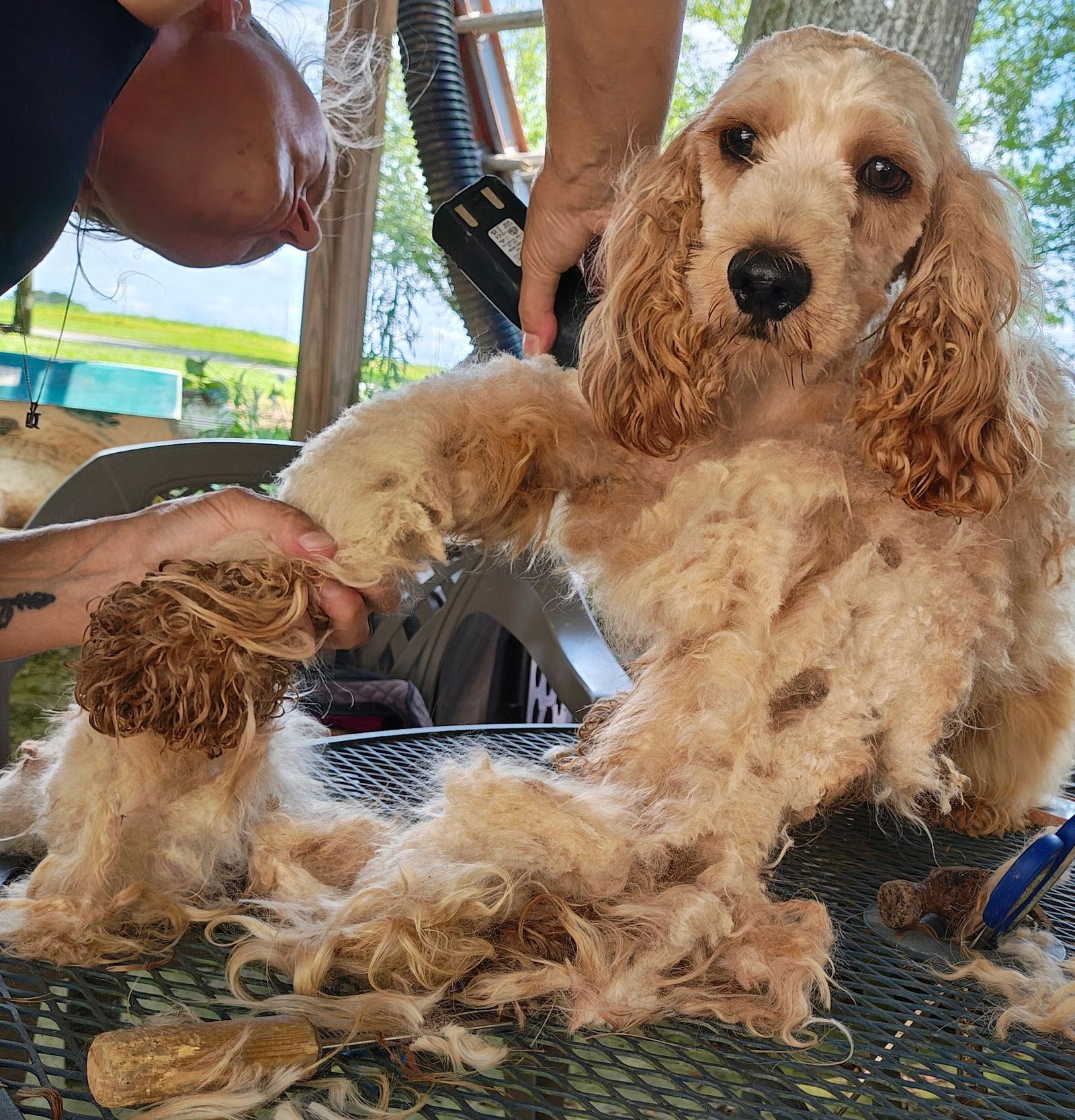 Enlarge Archie, a Adoptable Cockapoo in Baileyton, AL image 2/3