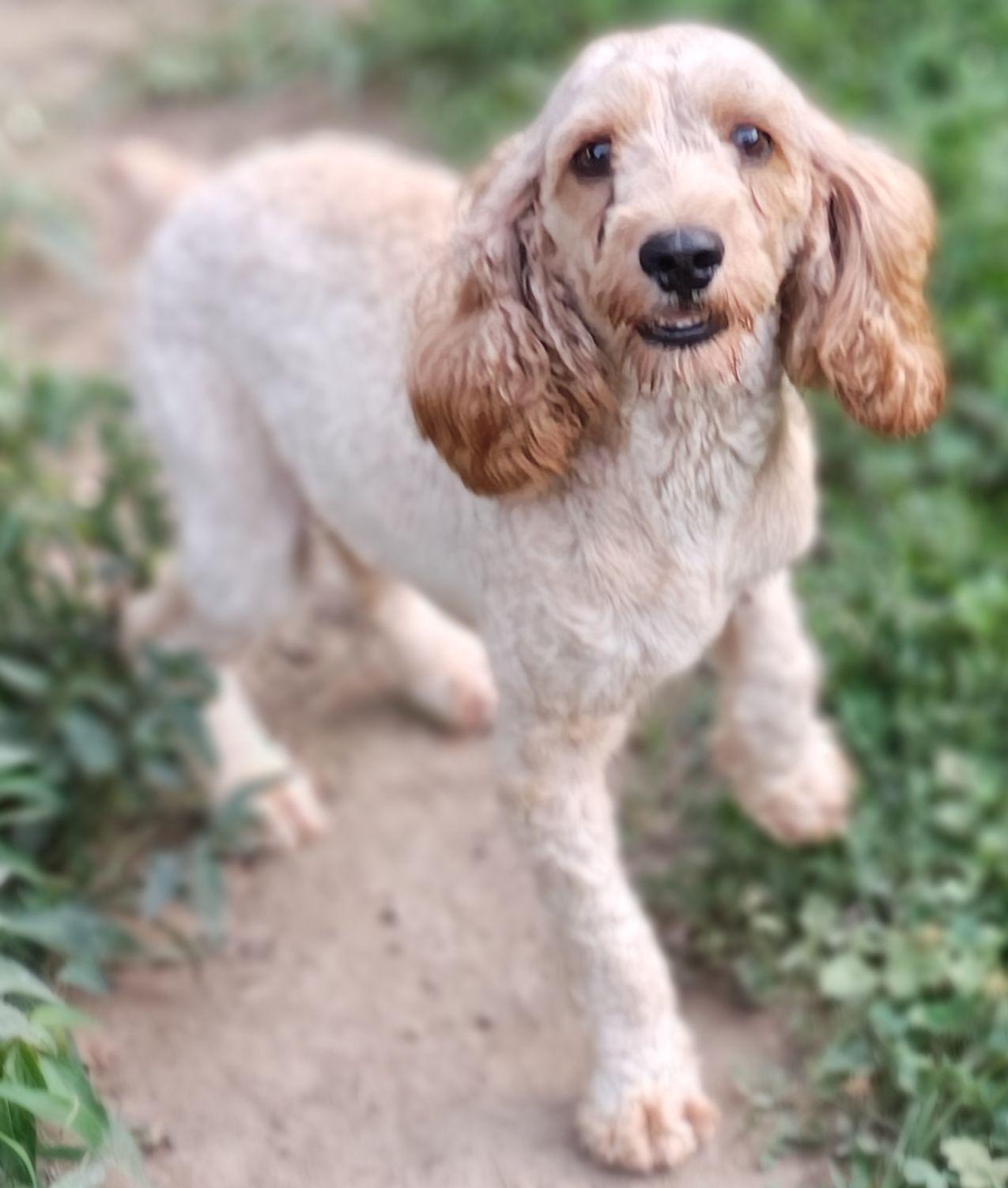 Enlarge Archie, a Adoptable Cockapoo in Baileyton, AL image 3/3