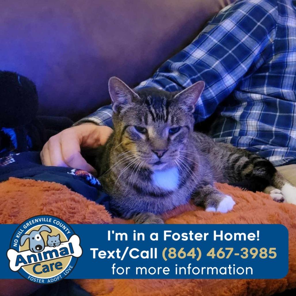 Enlarge Doc Holiday, a Adoptable Domestic Short Hair in Greenville, SC image 1/6