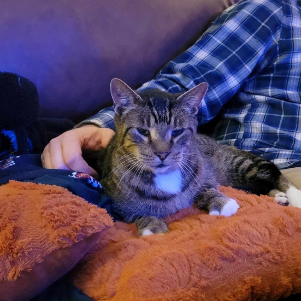 Enlarge Doc Holiday, a Adoptable Domestic Short Hair in Greenville, SC image 2/6