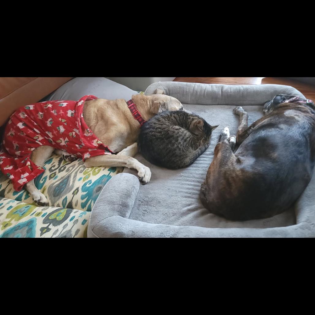 Enlarge Doc Holiday, a Adoptable Domestic Short Hair in Greenville, SC image 3/6