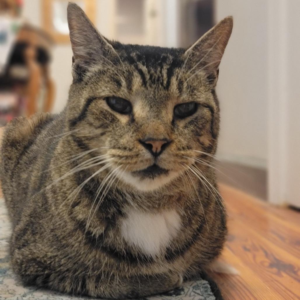 Enlarge Doc Holiday, a Adoptable Domestic Short Hair in Greenville, SC image 4/6