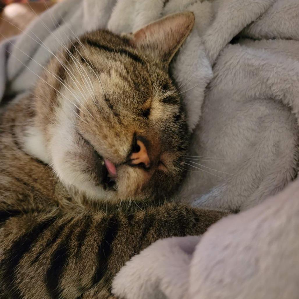 Enlarge Doc Holiday, a Adoptable Domestic Short Hair in Greenville, SC image 5/6