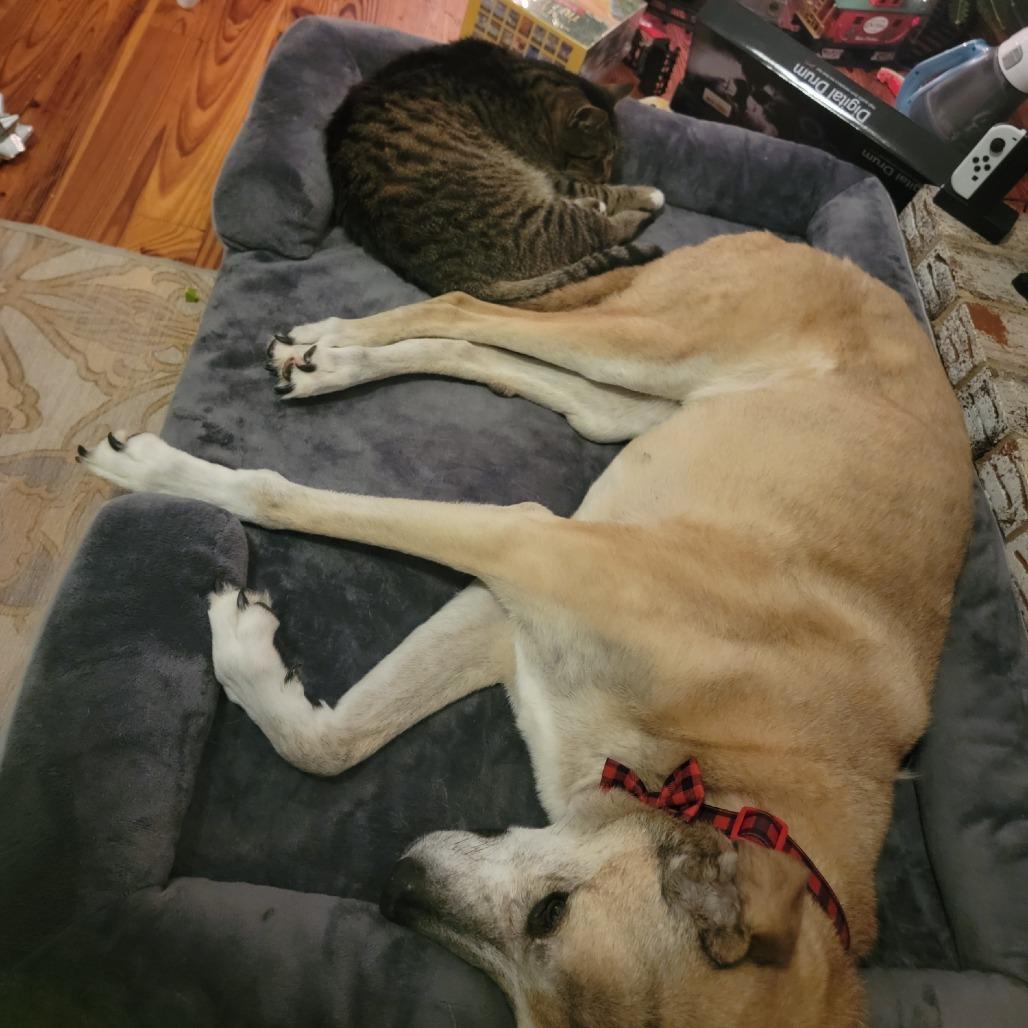 Enlarge Doc Holiday, a Adoptable Domestic Short Hair in Greenville, SC image 6/6