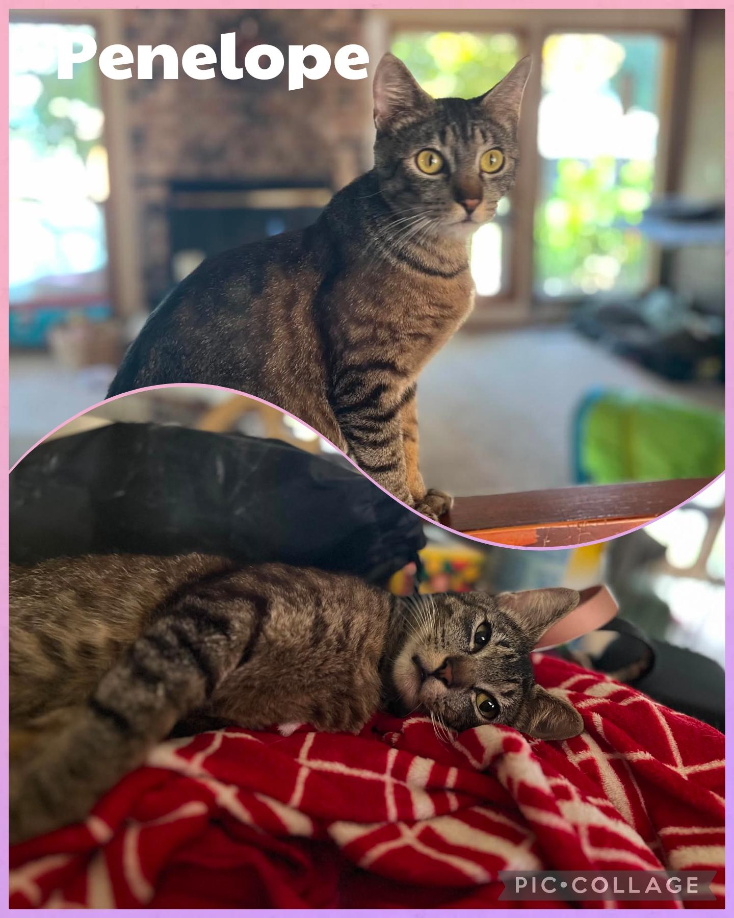 Enlarge Penelope, a Adoptable Domestic Short Hair in Newberg, OR image 1/1