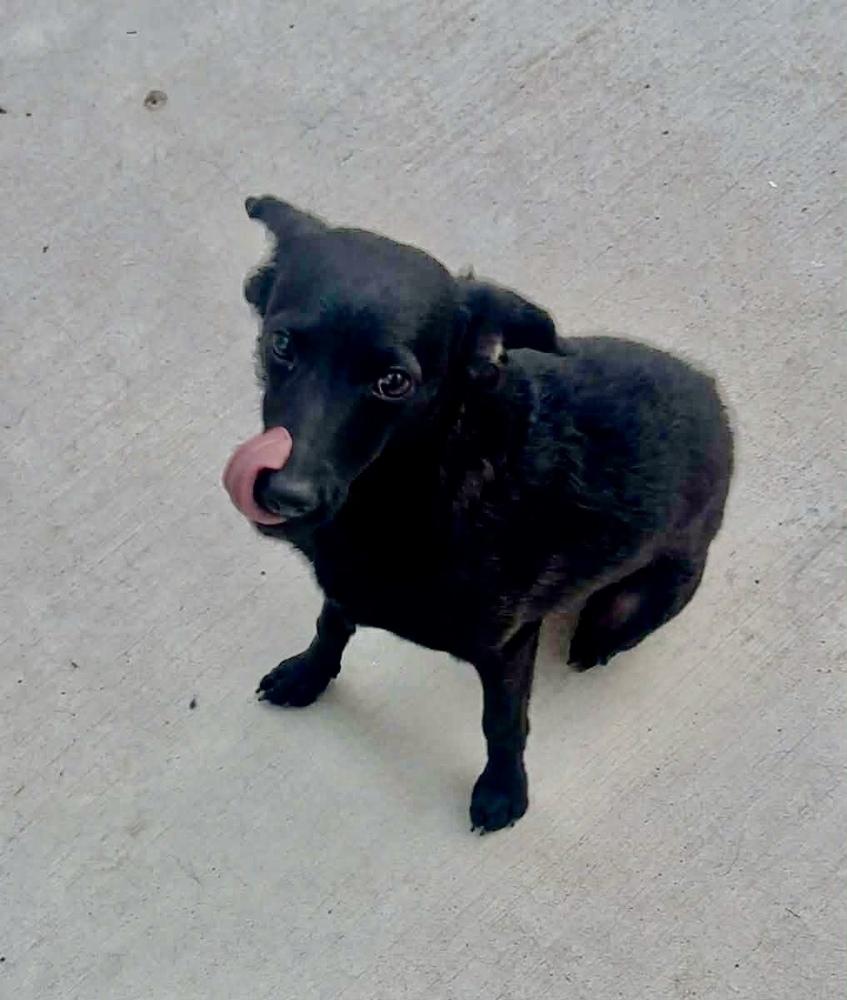 Coco, a Adoptable mixed breed in Escondido, CA image 1/5