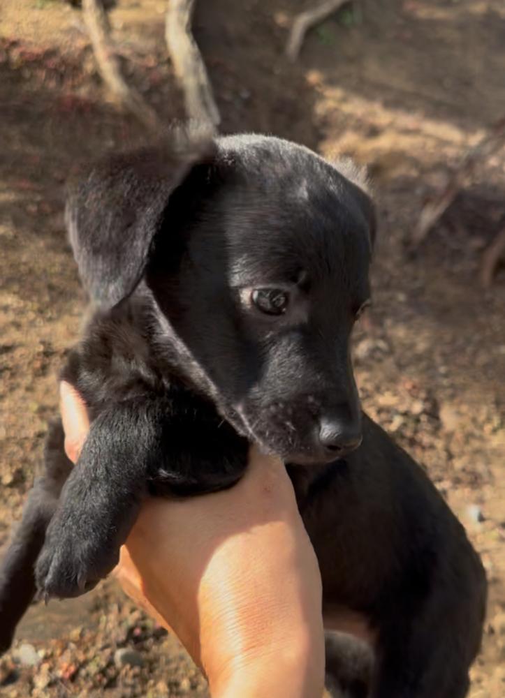 Coco, Adoptable, Puppy Female Terrier.