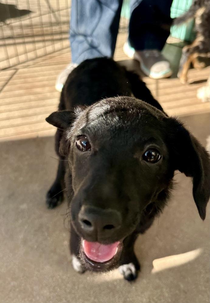 Coco, Adoptable, Puppy Female Terrier & Poodle.