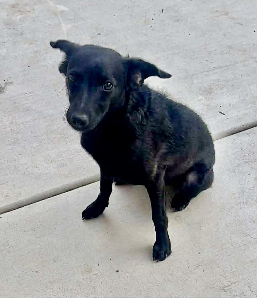 Coco, a Adoptable mixed breed in Escondido, CA image 2/5