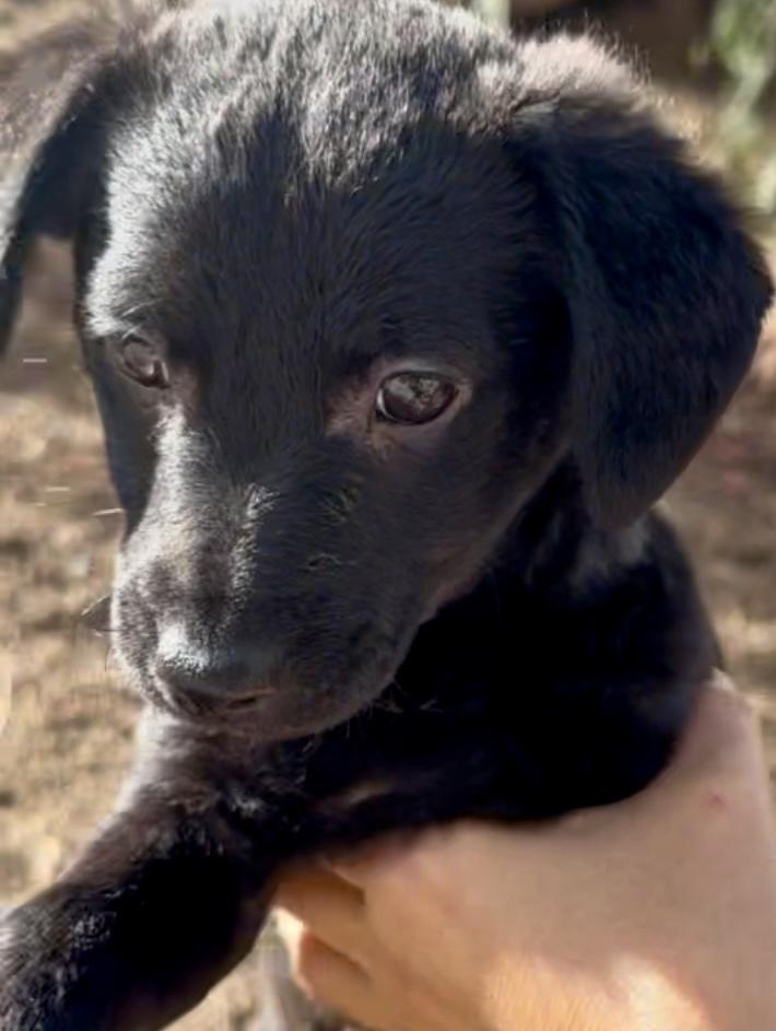Enlarge Coco, a Adoptable mixed breed in Escondido, CA image 2/5