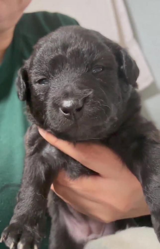 Coco, Adoptable, Puppy Female Terrier & Poodle.