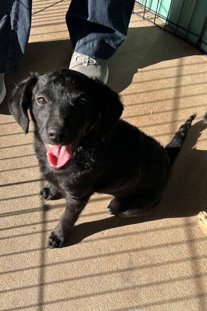 Enlarge Coco, a Adoptable mixed breed in Escondido, CA image 4/5