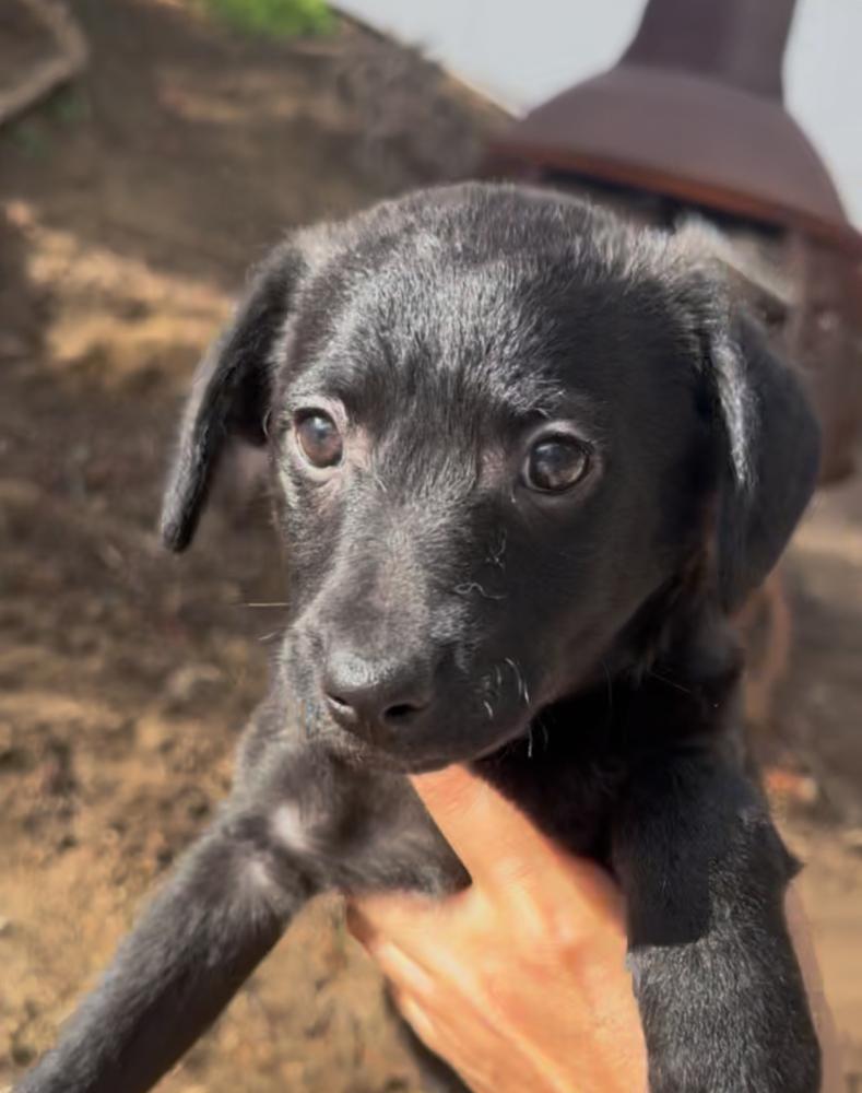 Enlarge Coco, a Adoptable mixed breed in Escondido, CA image 5/5