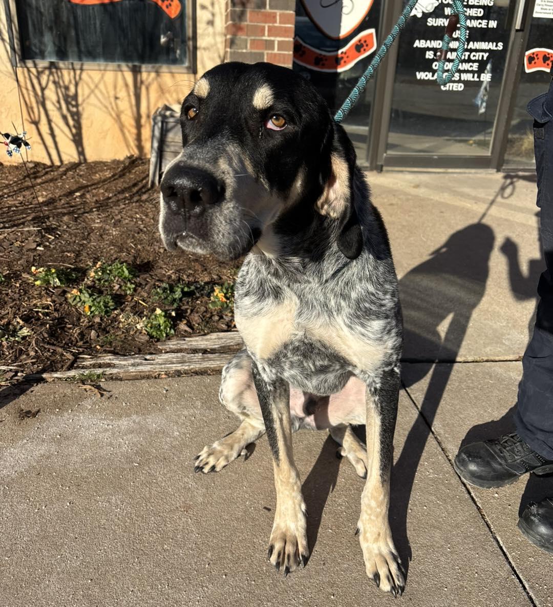 Enlarge Charlie, an adopted mixed breed in Stillwater, OK image 2/4