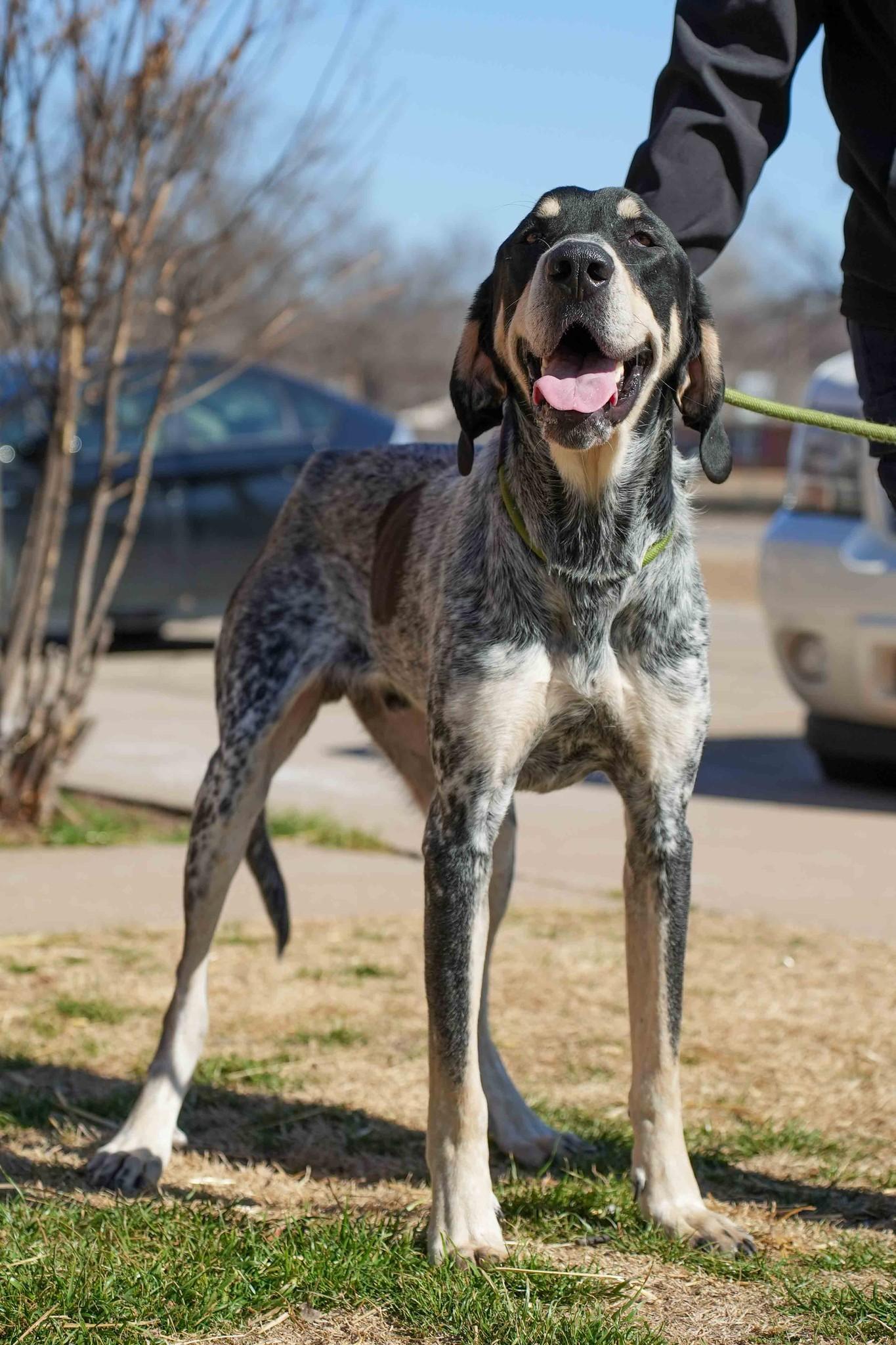 Charlie, adopted, Adult Male Hound.