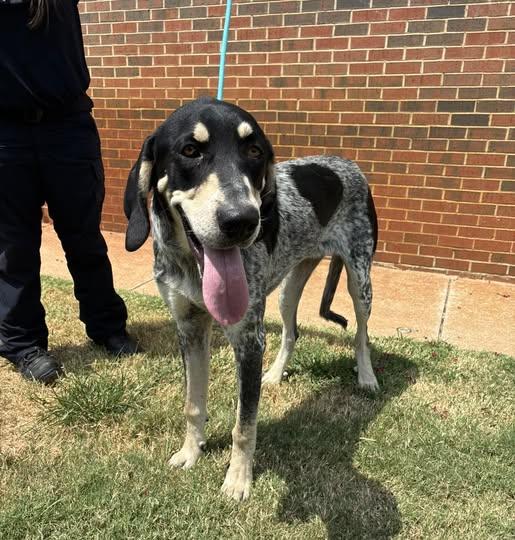 Enlarge Charlie, an adopted mixed breed in Stillwater, OK image 3/4