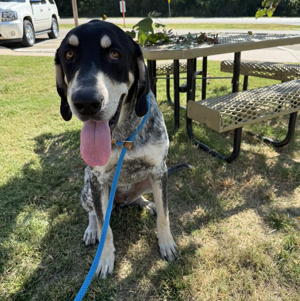 Enlarge Charlie, an adopted mixed breed in Stillwater, OK image 4/4